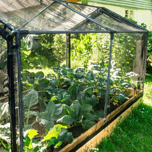 Tunnel to own raised beds GrowCamp